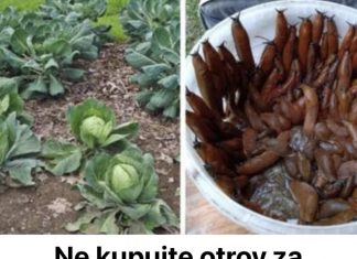 Ne kupujte otrov za puževe u trgovini, ovako ćete se RIJEŠITI puževa u vrtu i gredicama