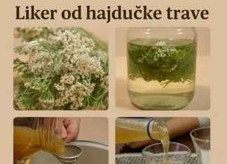 LIKER OD HAJDUČKE TRAVE JE BOŽJE PIĆE: Pomaže KOD angine pektoris, gastritisa i gihta sve DO reumatizma i čireva (RECEPT)