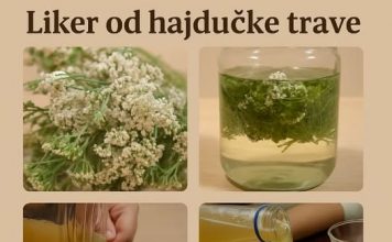LIKER OD HAJDUČKE TRAVE JE BOŽJE PIĆE: Pomaže KOD angine pektoris, gastritisa i gihta sve DO reumatizma i čireva (RECEPT)