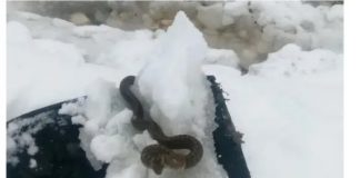 Viđena zmija u snijegu, narodno vjerovanje kaže da je to ZNAK…