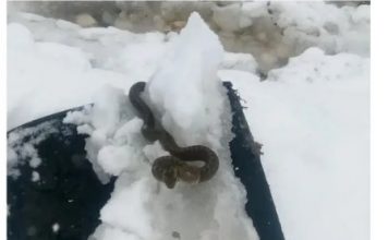 Viđena zmija u snijegu, narodno vjerovanje kaže da je to ZNAK…