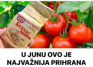 U JUNU OVO JE NAJVAŽNIJA PRIHRANA ZA PARADAJZ, KRASTAVCE, PAPRIKE!