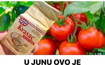 U JUNU OVO JE NAJVAŽNIJA PRIHRANA ZA PARADAJZ, KRASTAVCE, PAPRIKE!