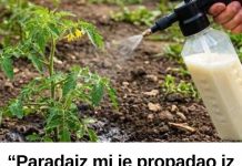“Paradajz mi je propadao iz dana u dan… a onda mi je stari baštovan otkrio jedan trik iz kuhinje koji je potpuno zaustavio plamenjaču!” 🍅🥛