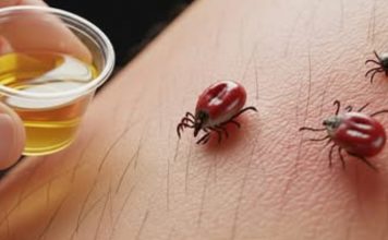 Krpelji NIKAD ne prilaze! OVO je jače od tone otrova