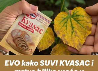 EVO kako SUVI KVASAC i mrtve biljke vraća u život! Ovo vam niko neće reći!