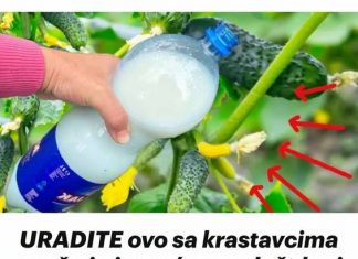 URADITE ovo sa krastavcima uveče i ujutro će vas dočekati čitava planina krastavaca!