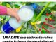 URADITE ovo sa krastavcima uveče i ujutro će vas dočekati čitava planina krastavaca!