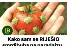 Kako sam se RIJEŠIO smrdibuba na paradajzu.. Ovu stvar ne mogu da podnesu