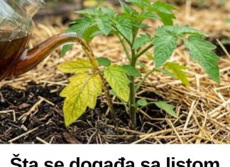 Šta se događa sa listom paradajza? Prepoznajte i reagujte na vrijeme!