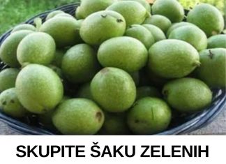 SKUPITE ŠAKU ZELENIH ORAHA U JUNU! 😲👆Mnogi ih imaju u vrtu i nemaju pojma što ovi zeleni plodovi mogu učiniti. Ne čekajte da sazru!