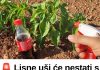 🚨 Lisne uši će nestati s paprika brže nego što mislite – ova kombinacija pravi čuda! 🌶️🐛