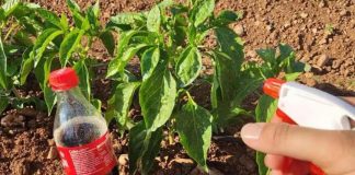🚨 Lisne uši će nestati s paprika brže nego što mislite – ova kombinacija pravi čuda! 🌶️🐛