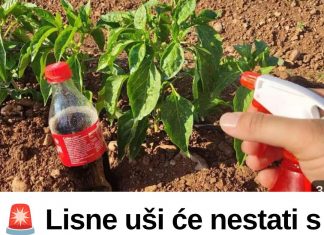 🚨 Lisne uši će nestati s paprika brže nego što mislite – ova kombinacija pravi čuda! 🌶️🐛