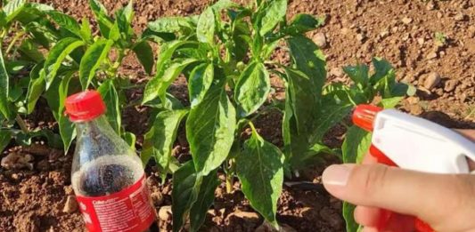 🚨 Lisne uši će nestati s paprika brže nego što mislite – ova kombinacija pravi čuda! 🌶️🐛