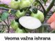 Veoma važna ishrana paradajza u JUNU: SAMO sipajte 1 supenu kašiku ovog čuda u vodu i ODMAH ZALIJTE!