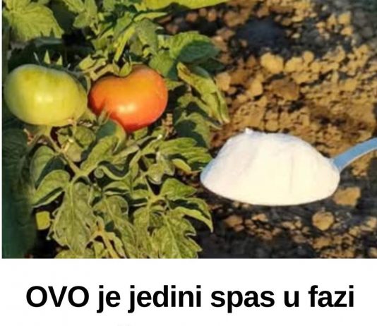 OVO je jedini spas u fazi plodonošenja: Odmah dajte 1 supenu kašiku paradajzu, krastavcima i paprikama!