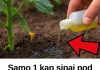 Samo 1 kap sipaj pod krastavce, ujutro ih beri na kante! NIKAD VIŠE BEZ OVOGA!