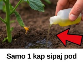 Samo 1 kap sipaj pod krastavce, ujutro ih beri na kante! NIKAD VIŠE BEZ OVOGA!
