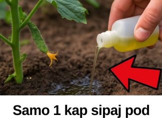 Samo 1 kap sipaj pod krastavce, ujutro ih beri na kante! NIKAD VIŠE BEZ OVOGA!