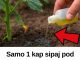 Samo 1 kap sipaj pod krastavce, ujutro ih beri na kante! NIKAD VIŠE BEZ OVOGA!