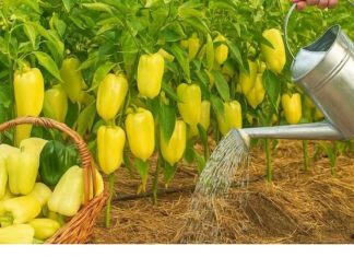 Samo 1 litra ovog hranjiva i paprika će rasti kao luda! Prirodno za dupli prinos!