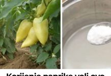 Korijenje paprike voli ovo gnojivo IZ KUHINJE i raste kao požar nakon njega: Preporučujem ga svima koji žele ogroman urod BEZ hemikalija!
