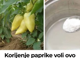 Korijenje paprike voli ovo gnojivo IZ KUHINJE i raste kao požar nakon njega: Preporučujem ga svima koji žele ogroman urod BEZ hemikalija!