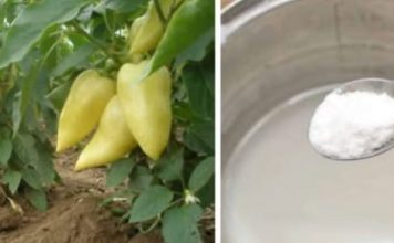 Korijenje paprike voli ovo gnojivo IZ KUHINJE i raste kao požar nakon njega: Preporučujem ga svima koji žele ogroman urod BEZ hemikalija!