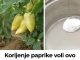 Korijenje paprike voli ovo gnojivo IZ KUHINJE i raste kao požar nakon njega: Preporučujem ga svima koji žele ogroman urod BEZ hemikalija!