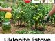 Uklonite listove paradajza i iskoristite ih za zaštitu biljaka! 100% djeluje!