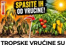 TROPSKE VRUĆINE SU STIGLE! 4 OBAVEZNA KORAKA da ODMAH spasite paradajz i paprike!