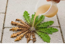 Zaboravi herbicide! Samo 3 kapi i svi korovi se suše!