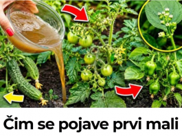 Čim se pojave prvi mali paradajzi, krastavci i paprike – nahranite ih ovim i urod će se udvostručiti!