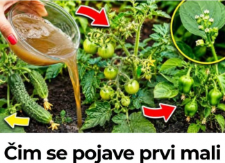 Čim se pojave prvi mali paradajzi, krastavci i paprike – nahranite ih ovim i urod će se udvostručiti!
