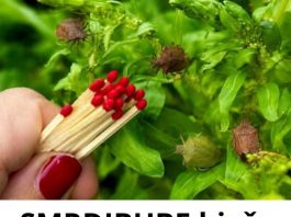 SMRDIBUBE bježe za 1 minut! TRIK koji je osvojio cijeli svijet