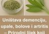 PRIRODNI LIJEK KOJI ĆE ZAMJENITI APOTEKU – Uništava demenciju, upale, BOLOVE i artritis
