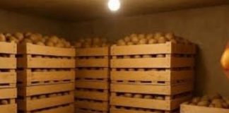 Sačuvajte krompir od propadanja – evo kako se skladišti!