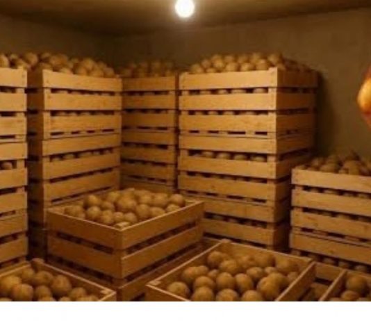 Sačuvajte krompir od propadanja – evo kako se skladišti!